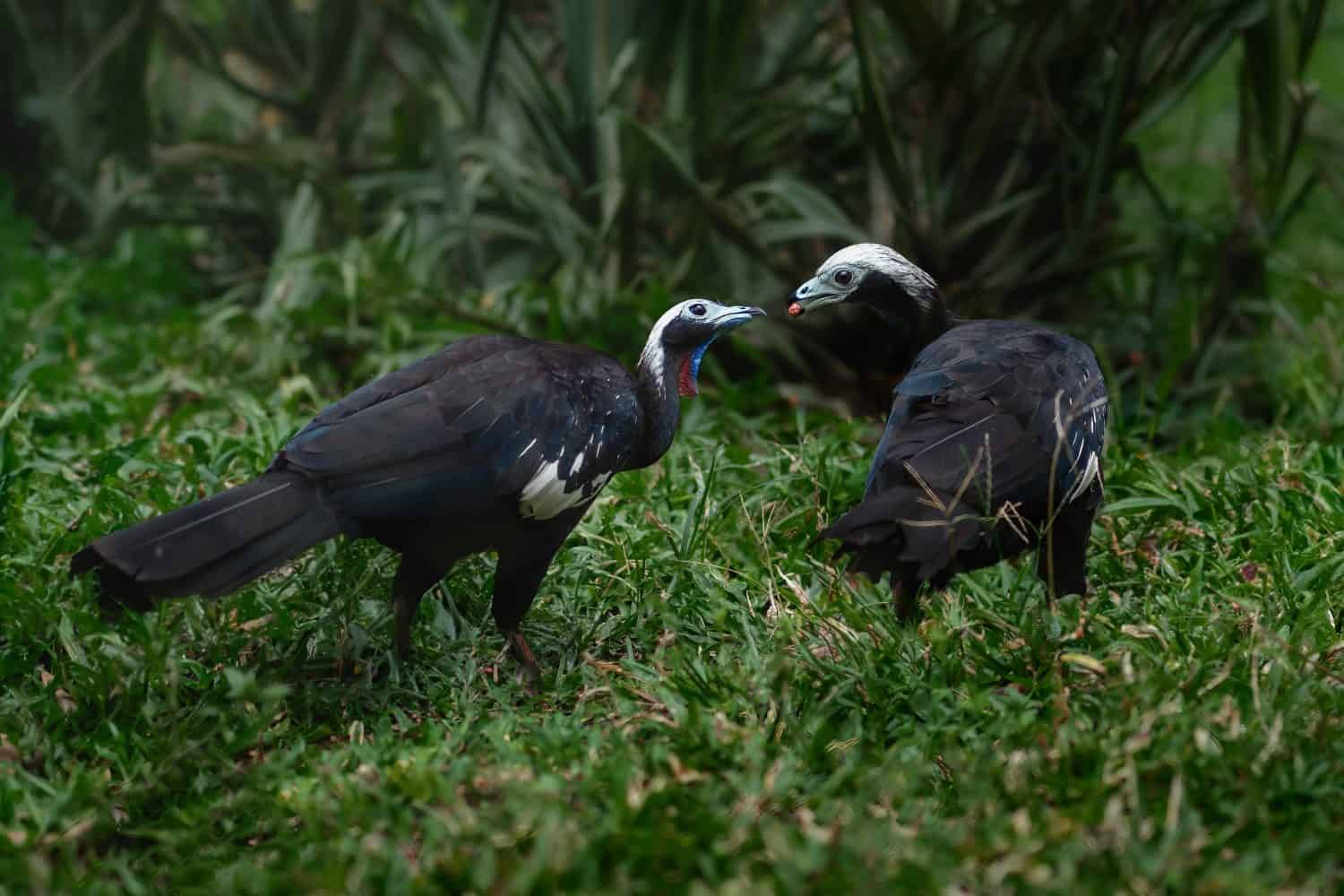 Coppia Piping Guan dalla gola rossa che mangia (Pipile cujubi)