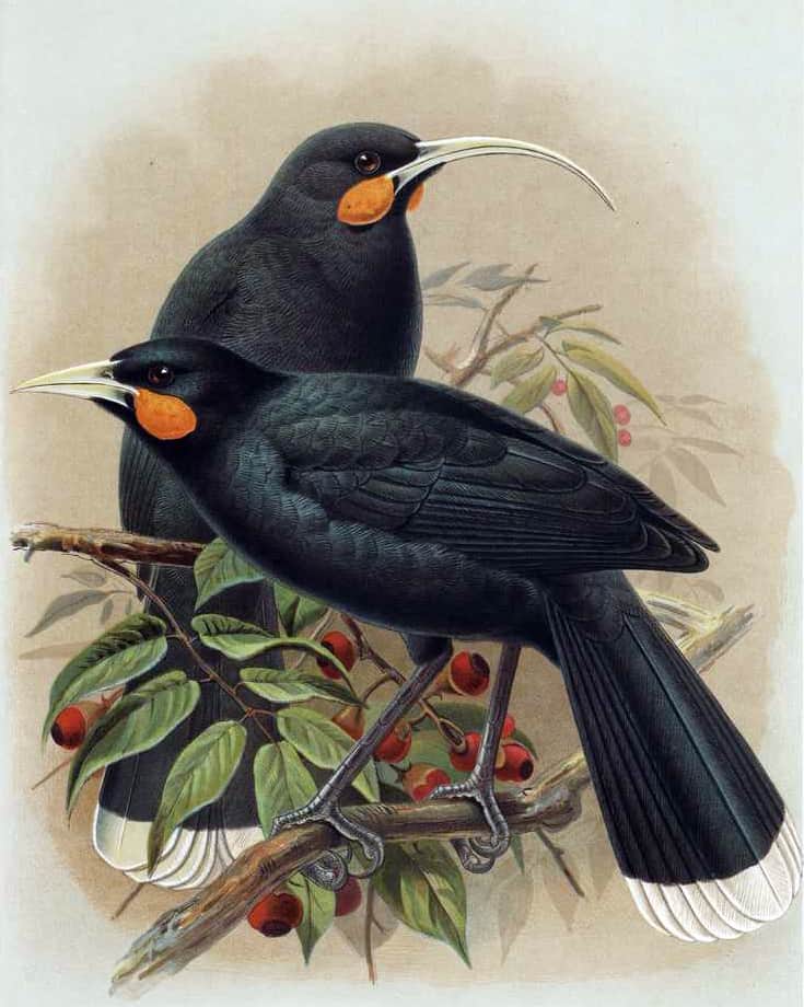 Huia (maschio e femmina) Heteralocha acutirostris