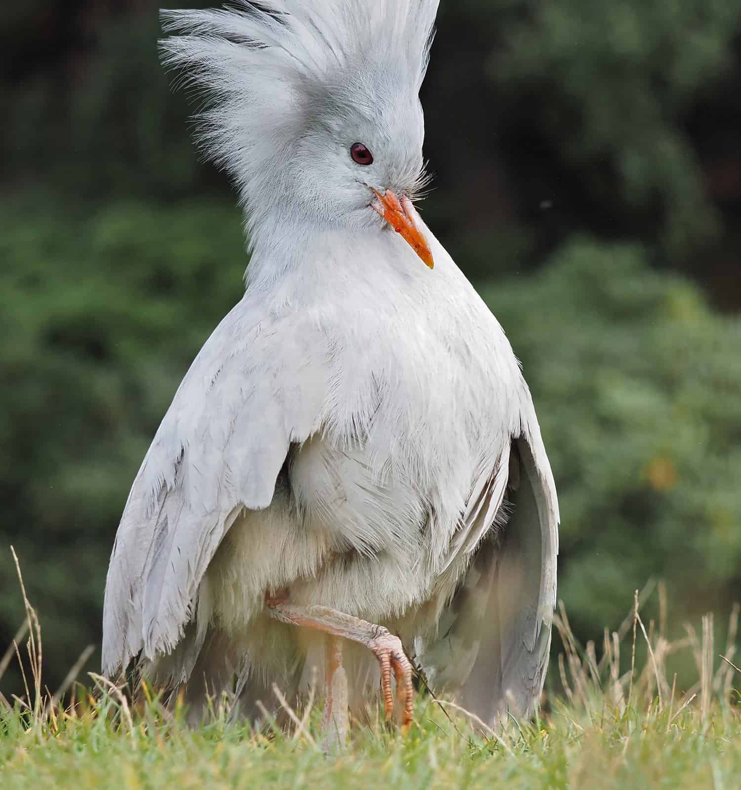 Kagu della Nuova Caledonia con corona di piume eretta su un prato;  Rhynochetos jubatus