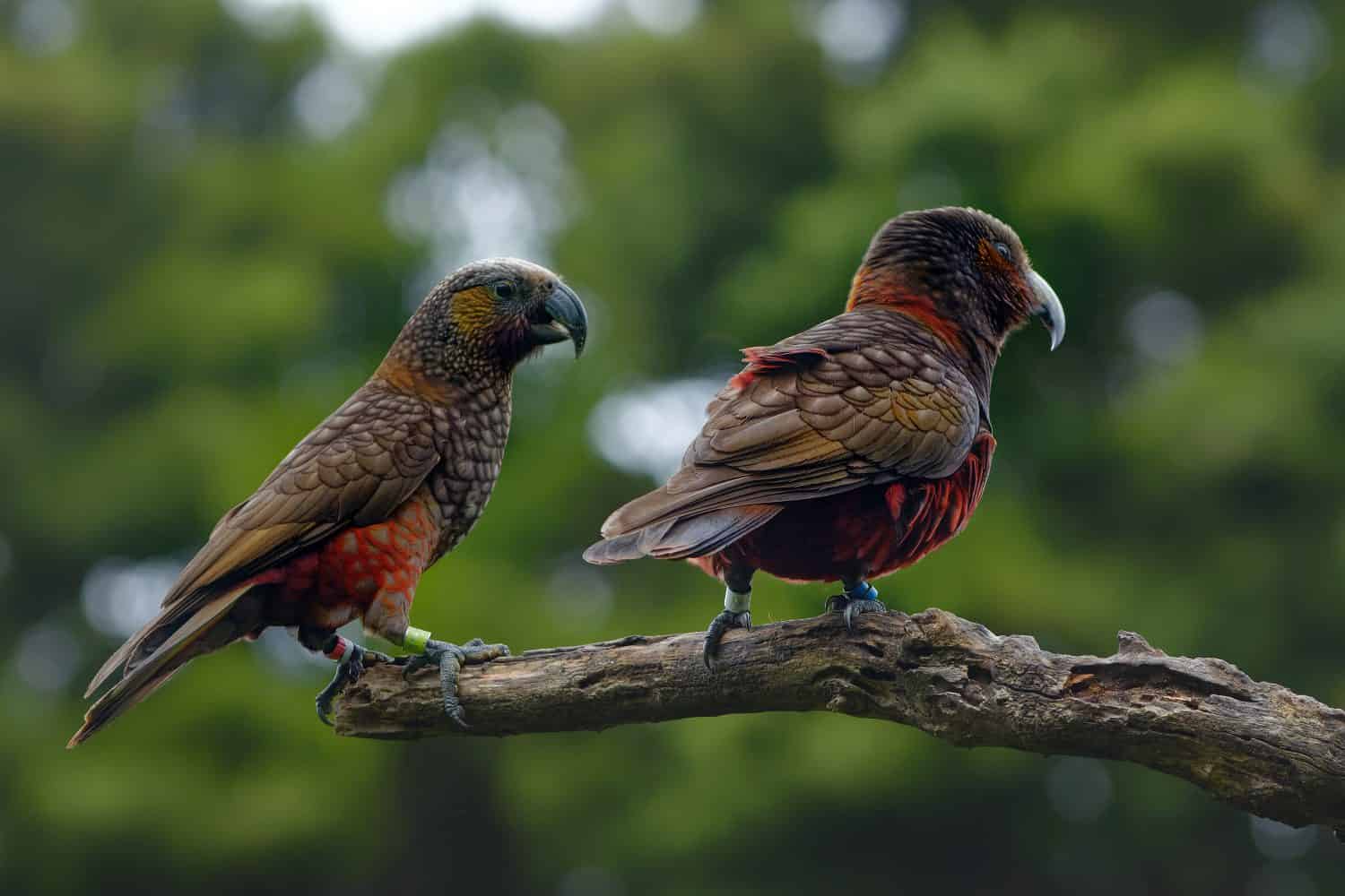 Kakà - Nestor meridionalis - parrocchetto endemico che vive nelle foreste della Nuova Zelanda.  Pappagallo da vicino mangiando noci su un ramo con sfondo verde.