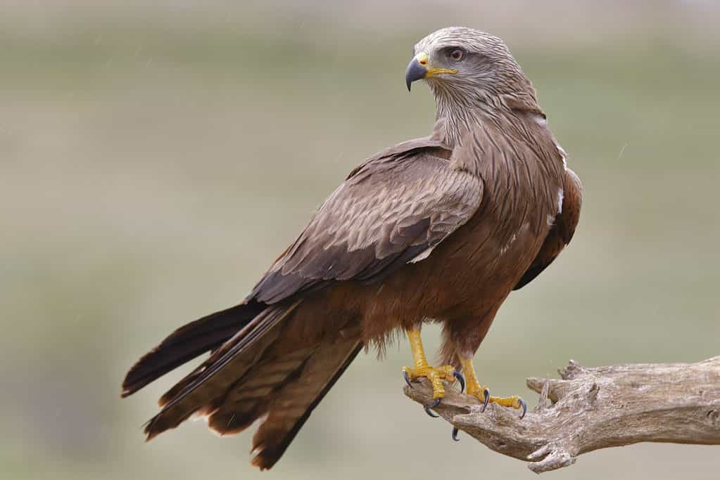 Nibbio bruno (Milvus migrans) appollaiato su un ramo.