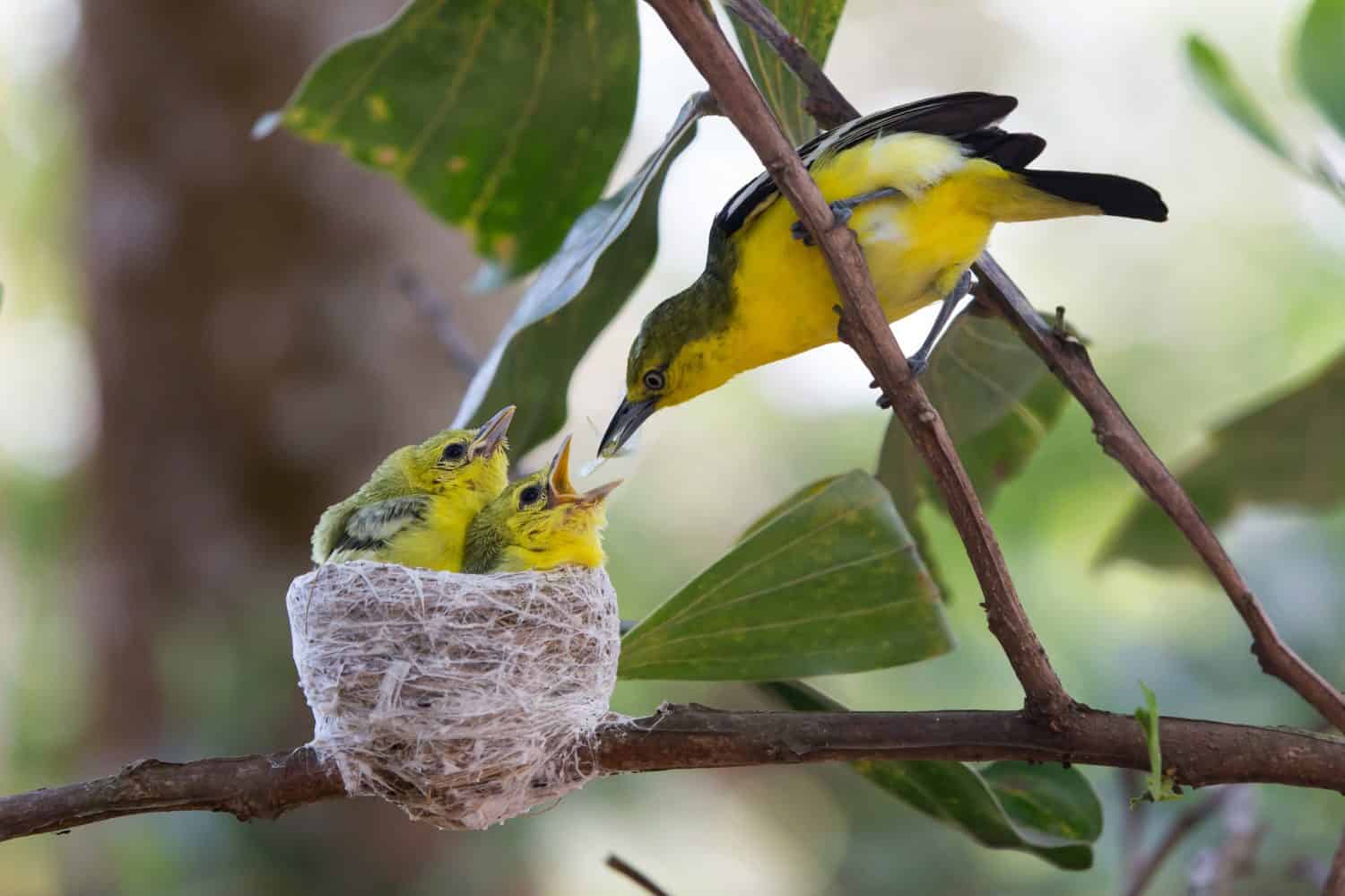 Iora comune che dà mangime (Aegithina tiphia)