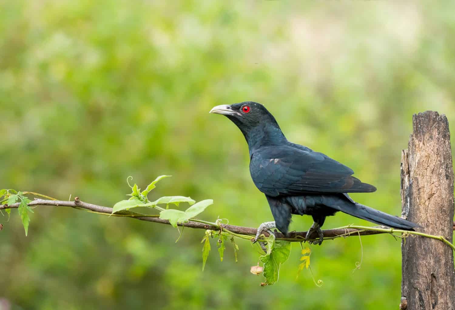 Un uccello indiano Koel maschio appollaiato su un ramo nelle aride giungle alla periferia di Bangalore nel novembre 2020