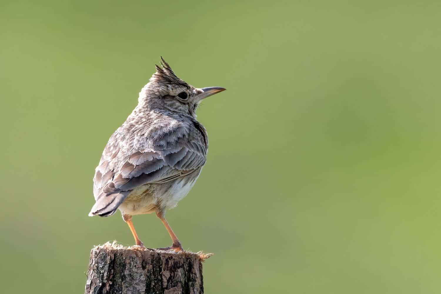 Allodola crestata in piedi sul palo