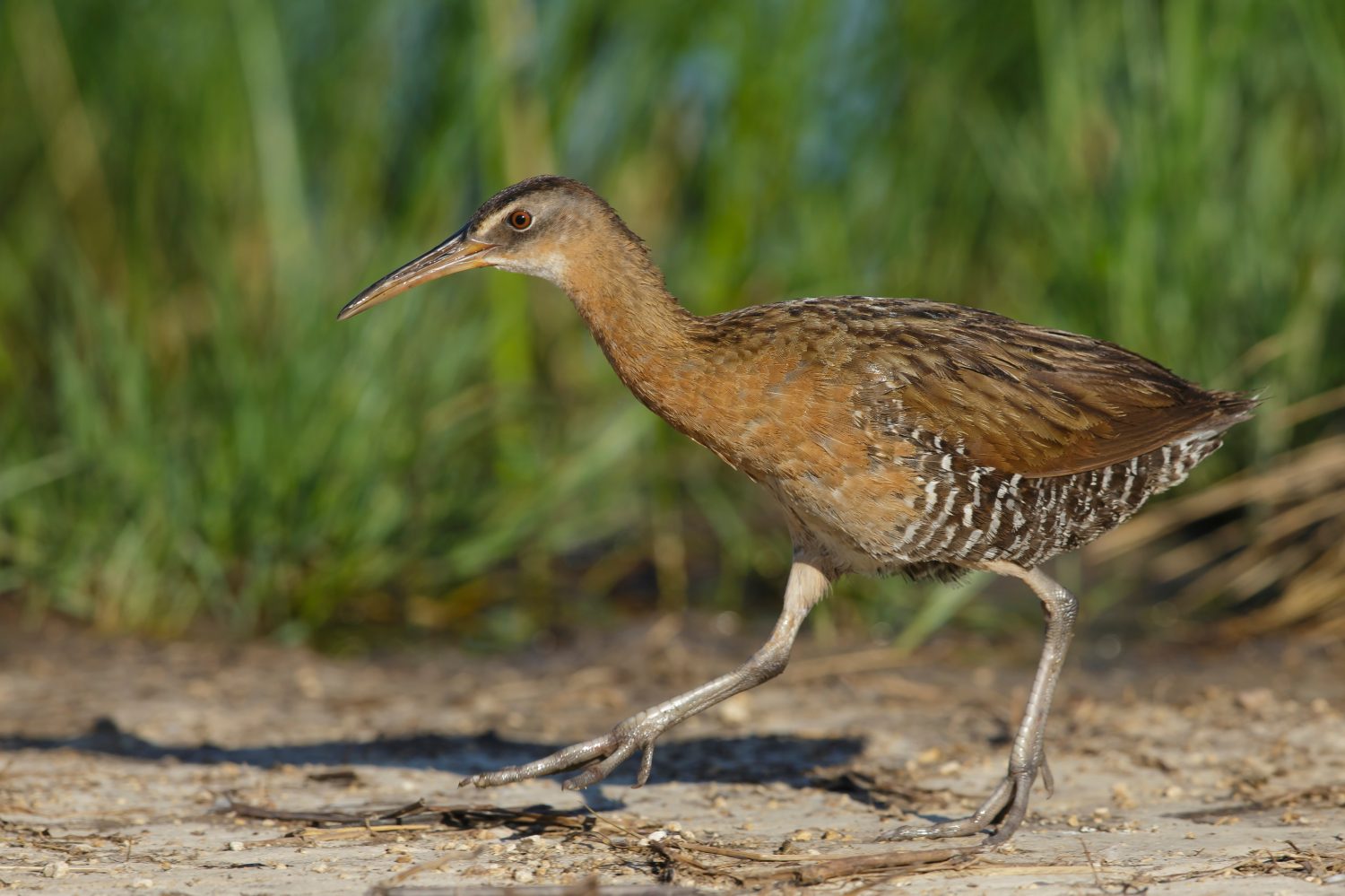 King Rail adulto (Rallus elegans) cammina all'aperto sul bordo di una palude nella contea di Galveston, Texas, Stati Uniti.