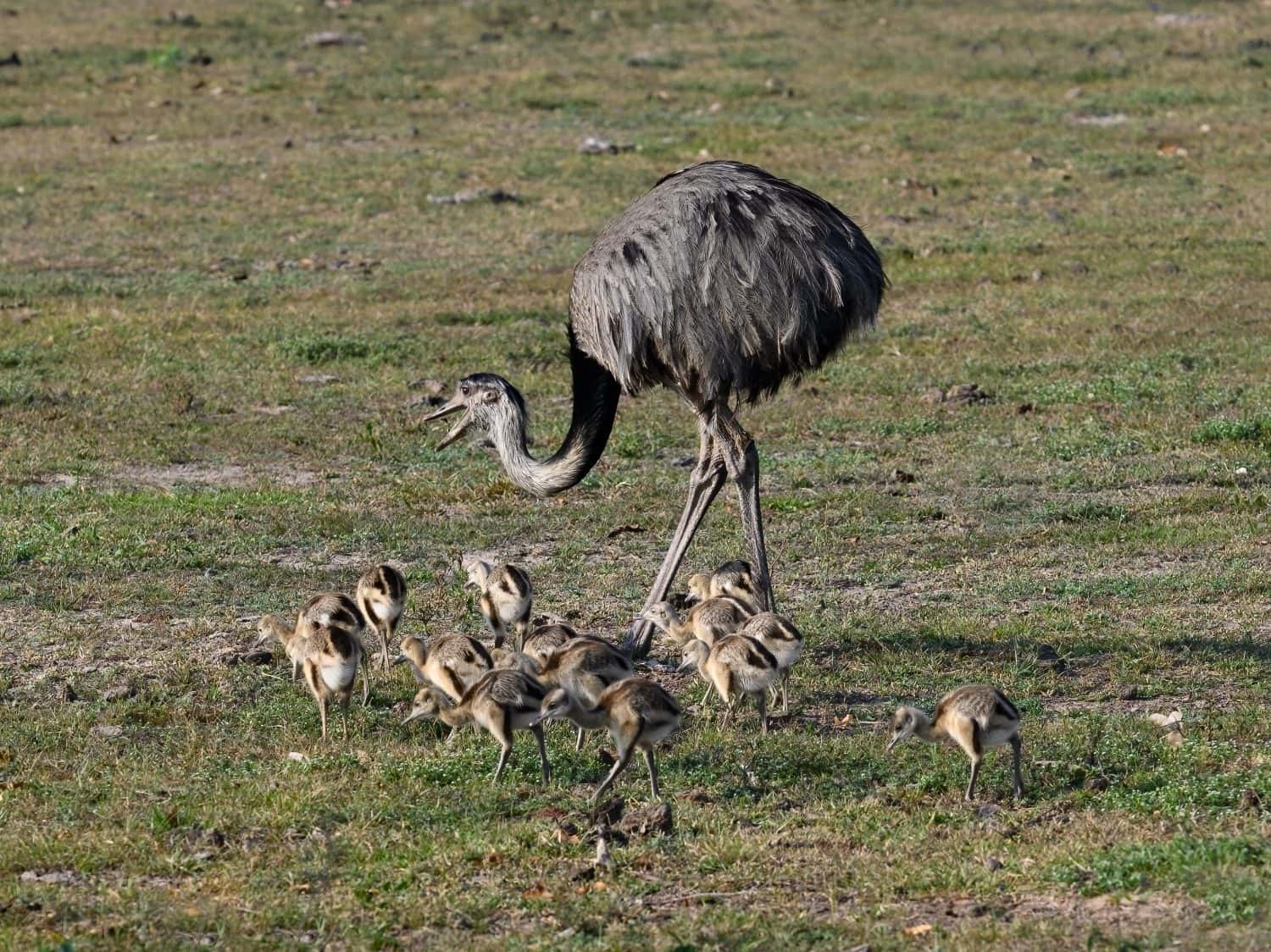 Rhea maggiore con pulcini in cerca di cibo nella savana del Pantanal, Brasile