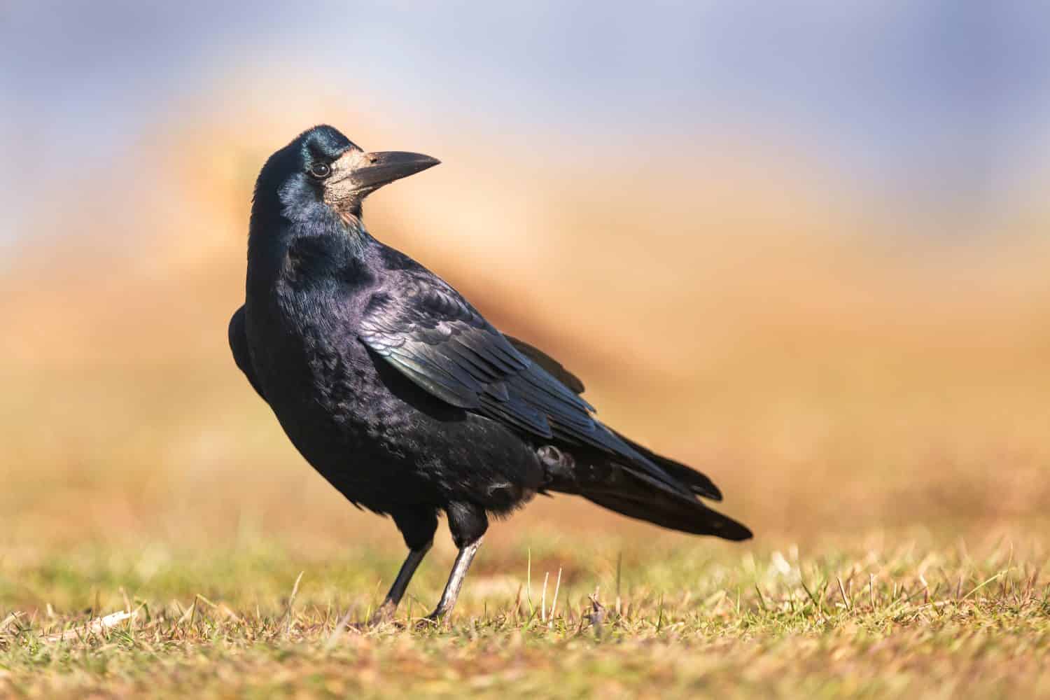 Ritratto della torre eurasiatica (Corvus frugilegus).  Torre sulla terra in cerca di cibo.