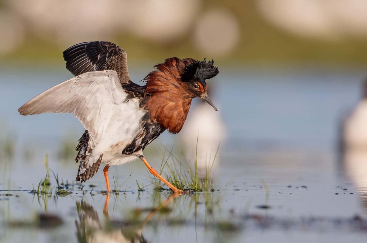 Ruff - uccello maschio in una zona umida durante la stagione degli amori in primavera