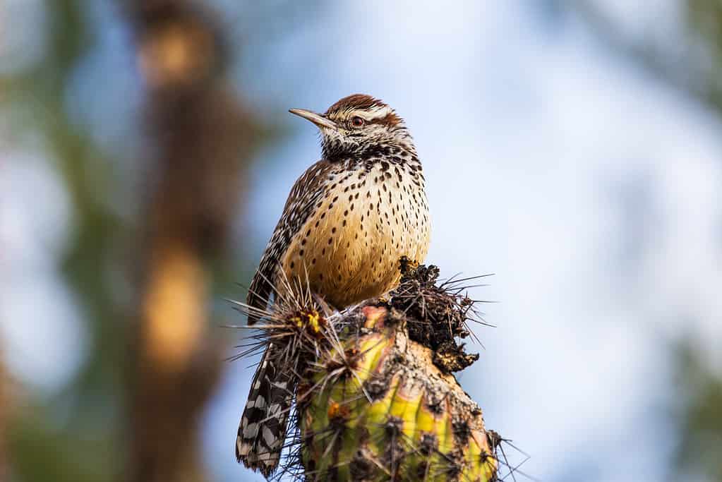 Cactus Wren appollaiato su un Saguaro