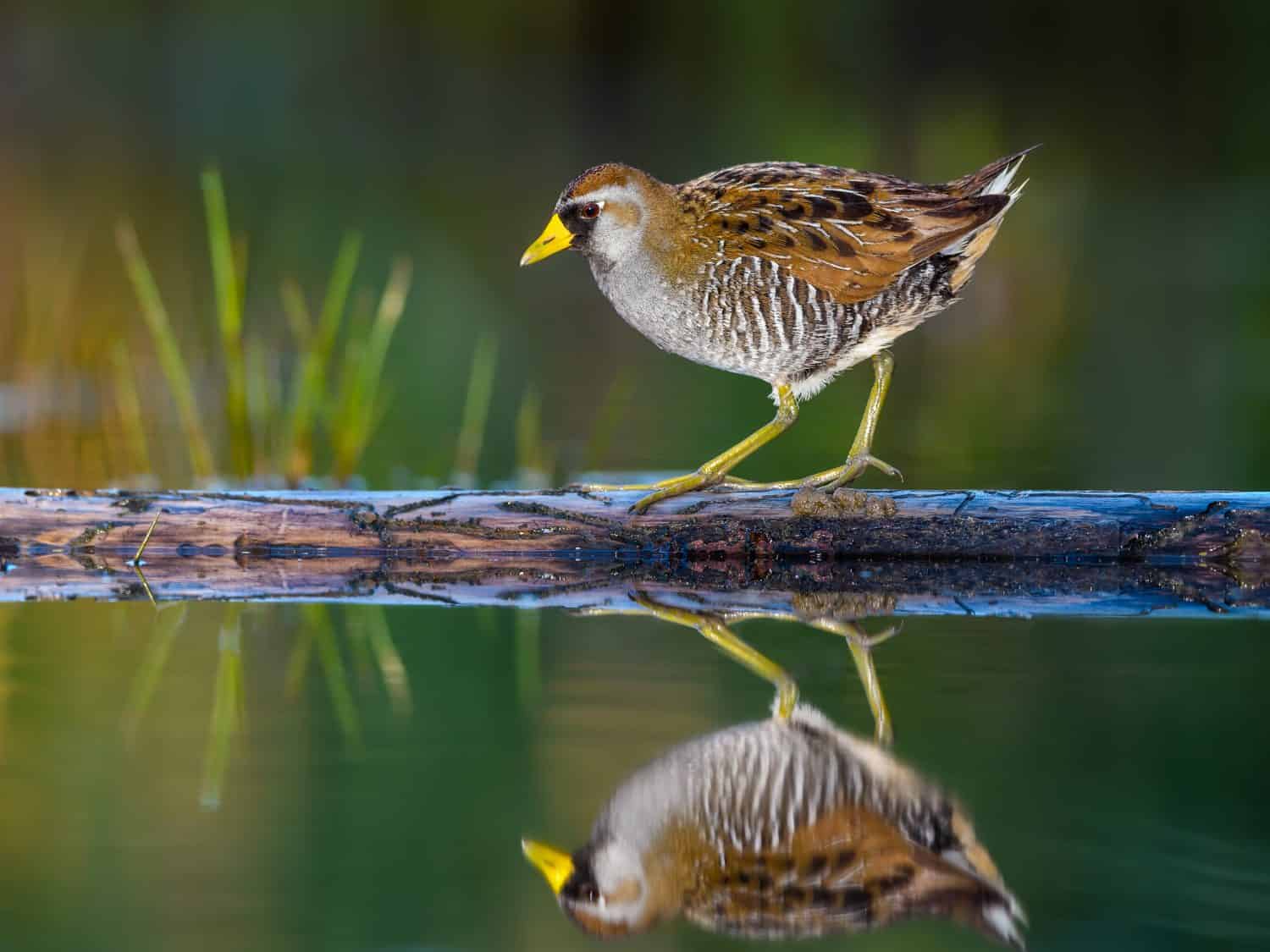 Sora Rail o Sora Crake con riflessione