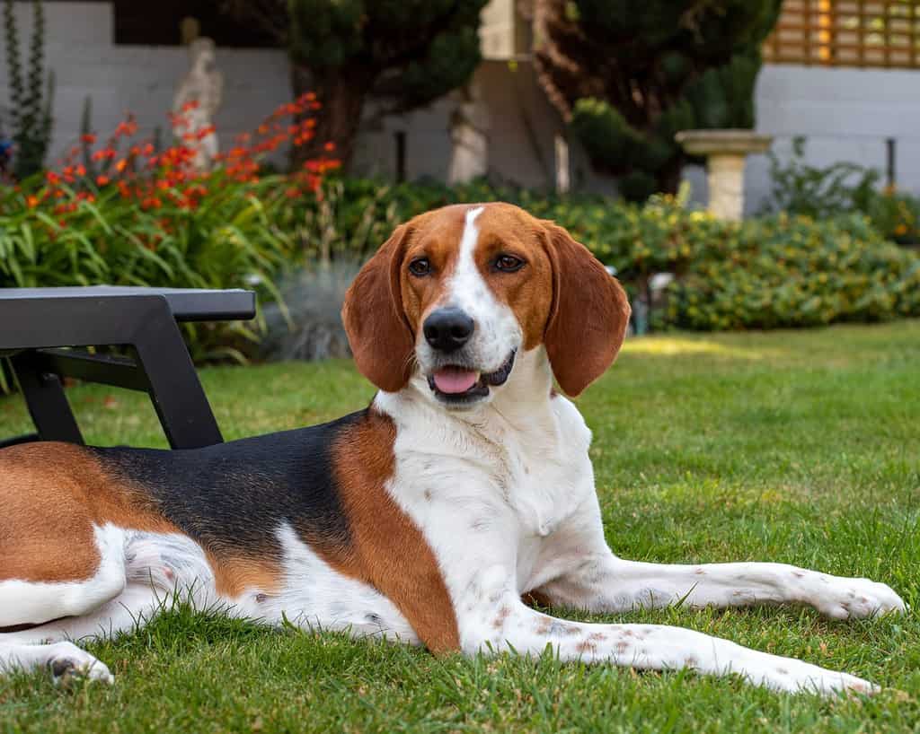 Bellissimo cane Kerri Beagle tricolore sdraiato con la lingua fuori