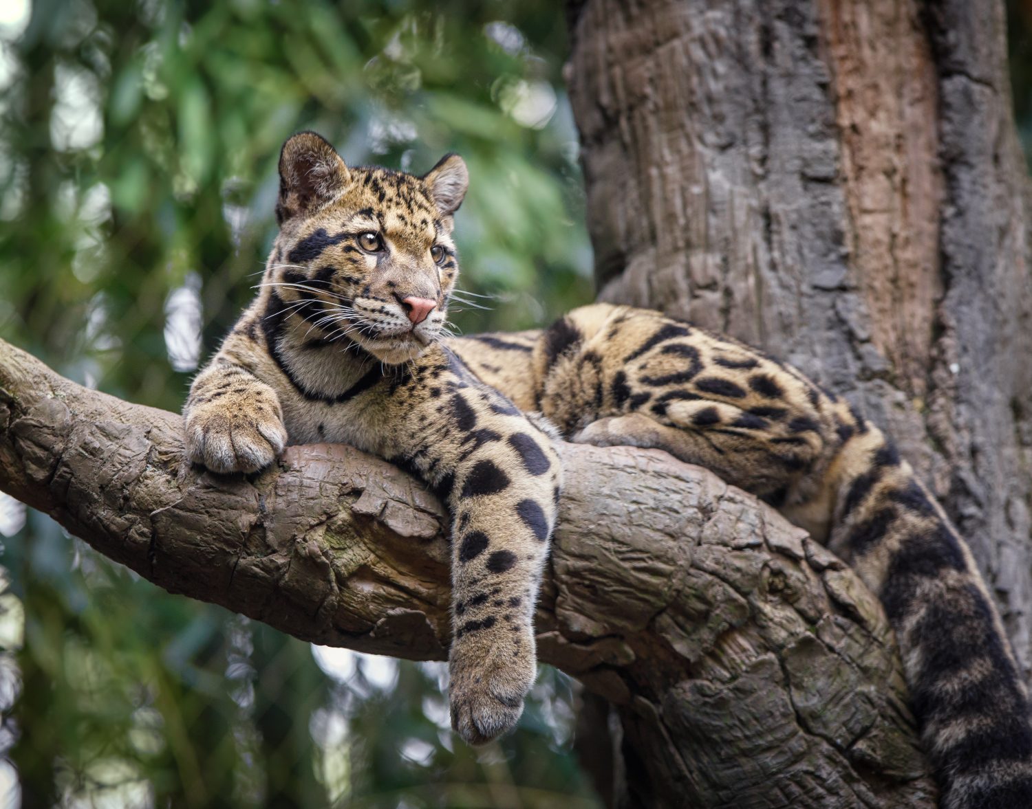 sguardo da leopardo nebuloso