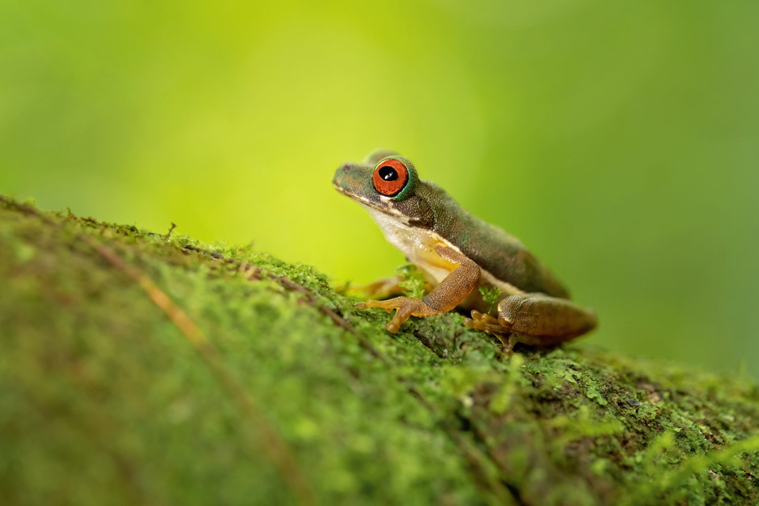 La rana di ruscello dagli occhi rossi o la rana di ruscello dagli occhi rossi (Duellmanohyla rufioculis), è una specie di rana della famiglia Hylidae.