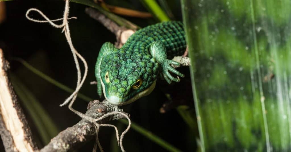 Lucertola messicana dell'alligatore, Abronia graminea, su un ramo in una mostra dello zoo