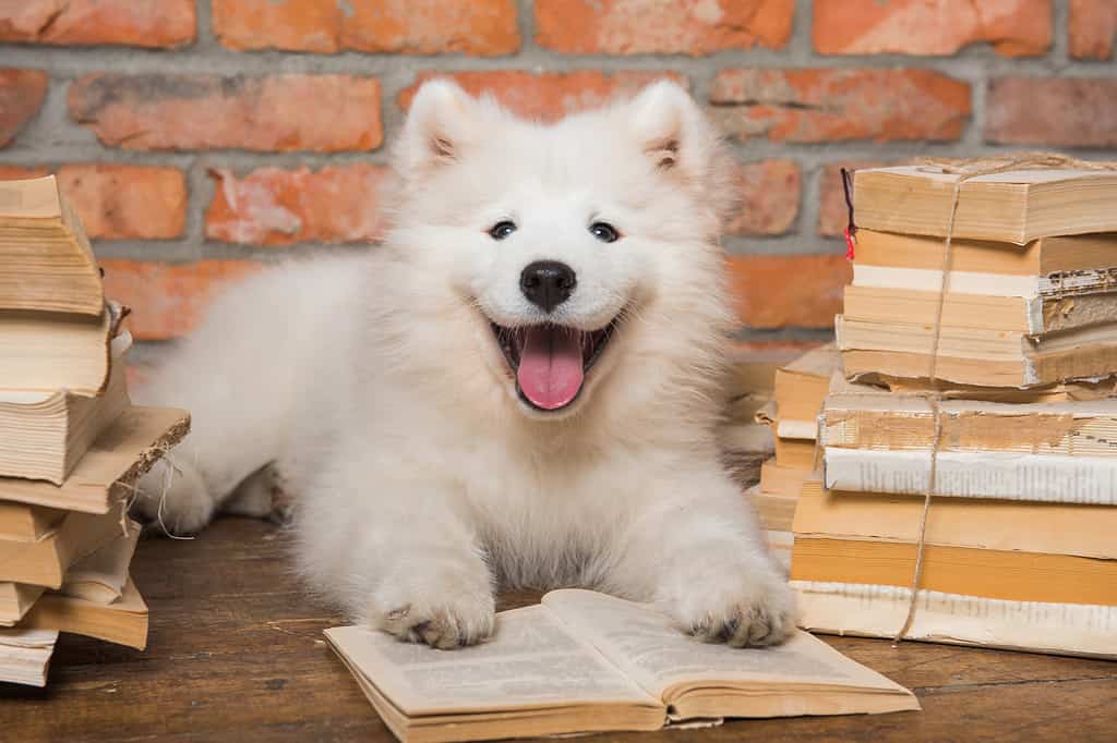 Cucciolo di cane Samoiedo bianco e soffice con libro