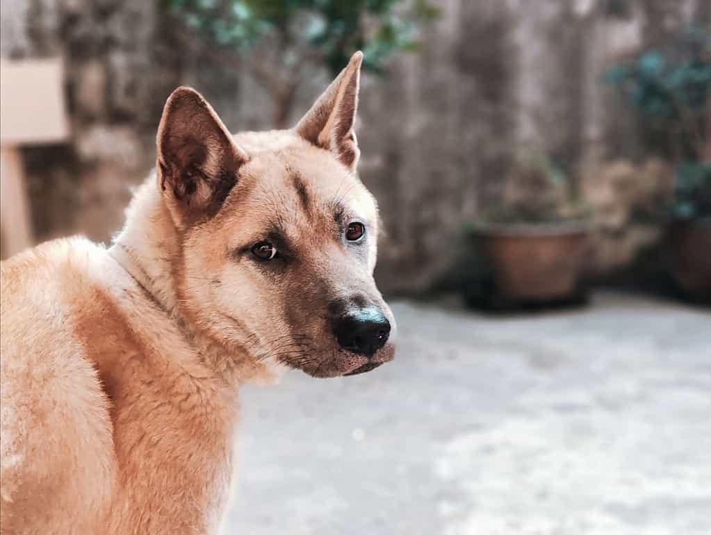 Primo piano di un adorabile Jindo coreano su uno sfondo sfocato