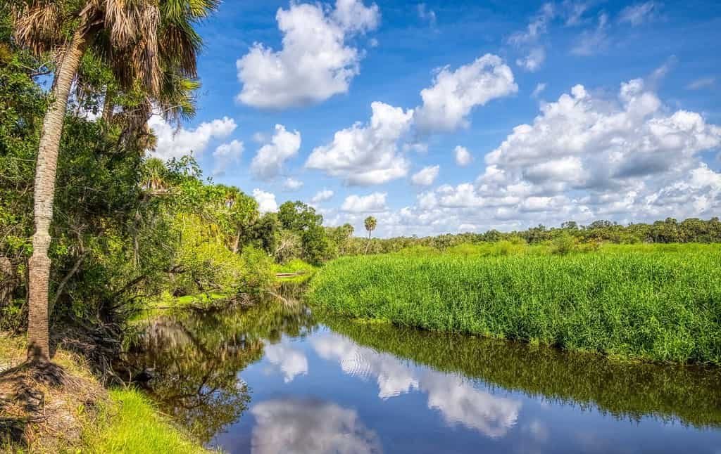 Nuvole bianche e cielo blu che si riflettono nel fiume Myakka nel Myakka River State Park a Sarasota Florida USA