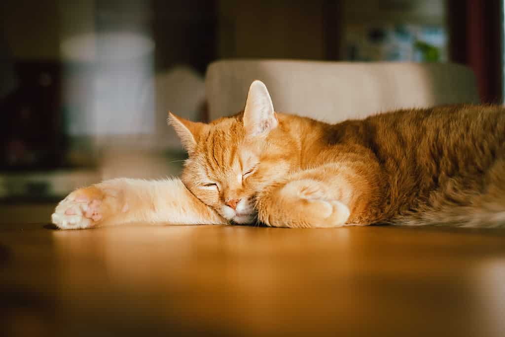 Gatto zenzero pigro che dorme sul tavolo alla luce del sole per un pisolino