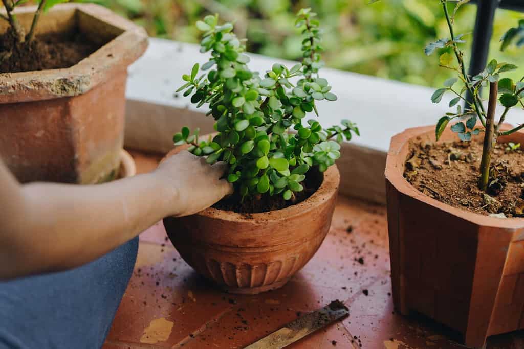 Riordino a mano un vaso per piante di giada.  Fila di piante in vaso su un balcone, concetto di giungla urbana