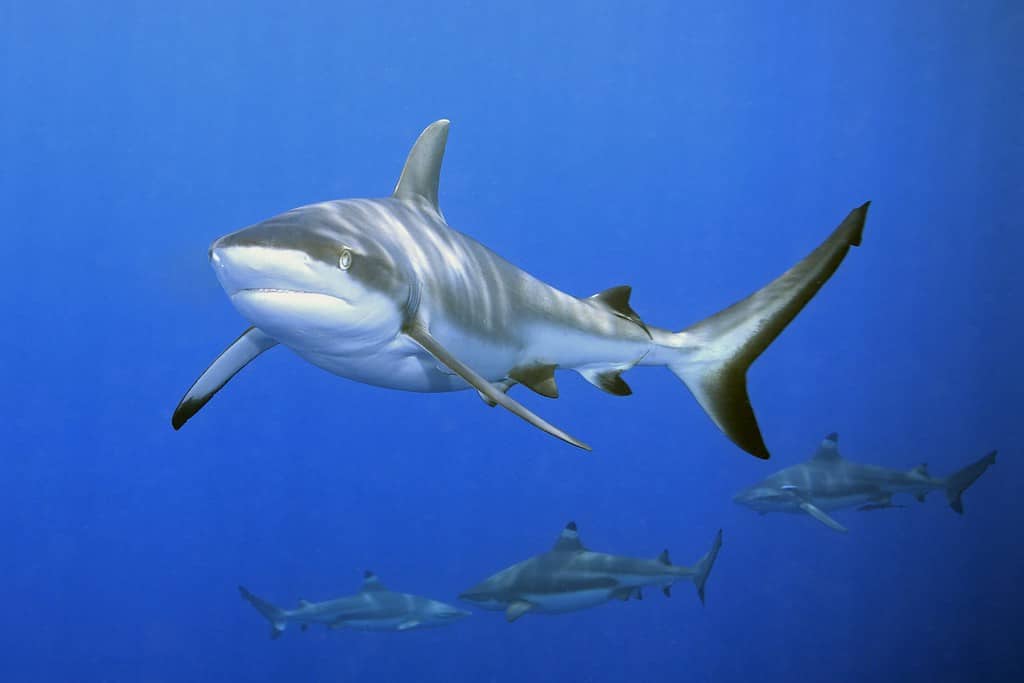 un grande squalo grigio di barriera che mostra la bocca e i denti. Ci sono tre squali pinna nera di barriera sullo sfondo