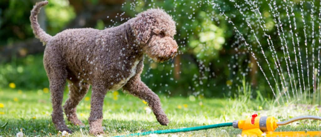 Un cane gioca nell'irrigatore.