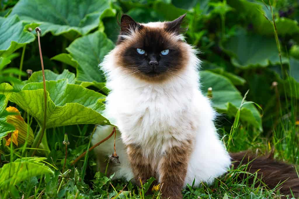 Gatto persiano siamese dell'Himalaya