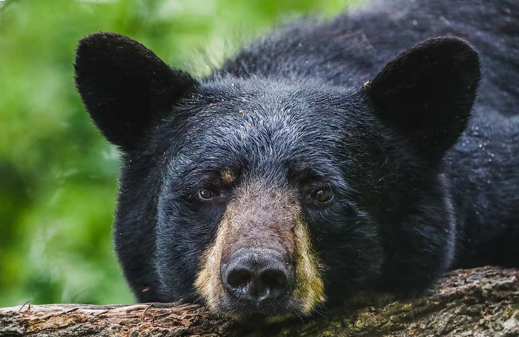 Orso nero, animali selvatici, carino, orso nero americano, fotografia