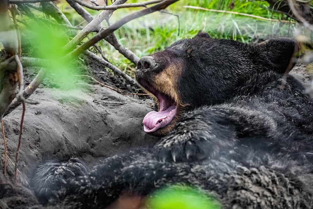 Orso nero dall'aspetto carino che si prepara per il sonno ibernato