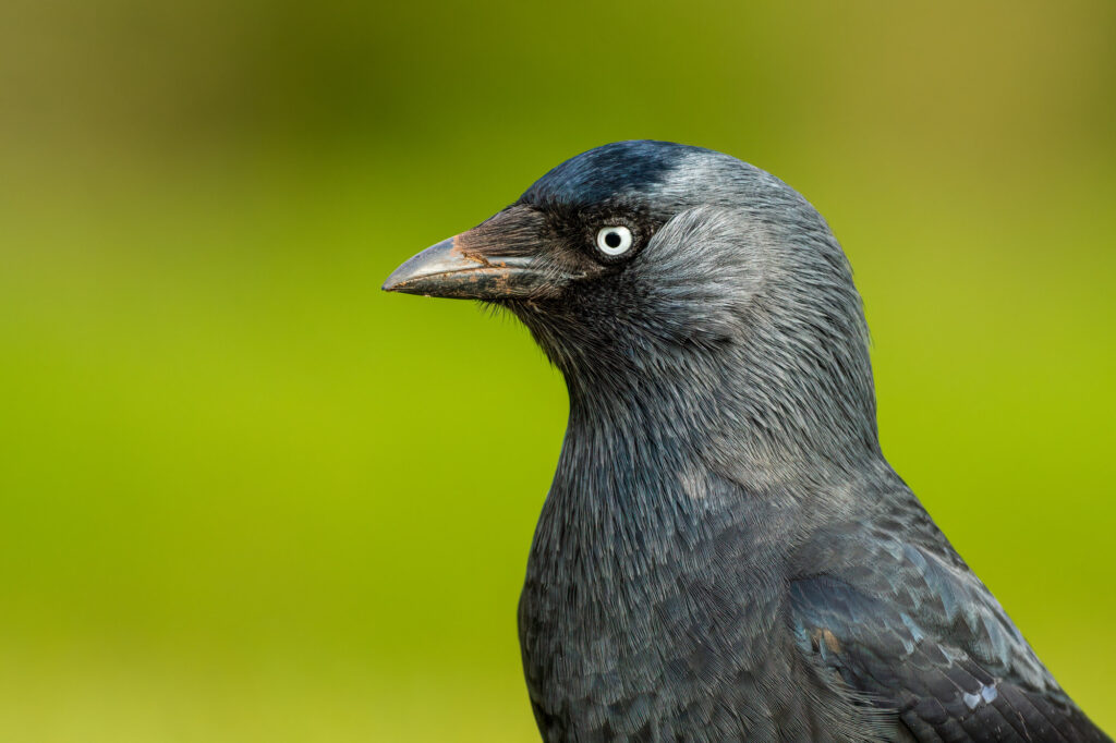 Animale, Fauna selvatica, Animali allo stato brado, Becco, Uccello