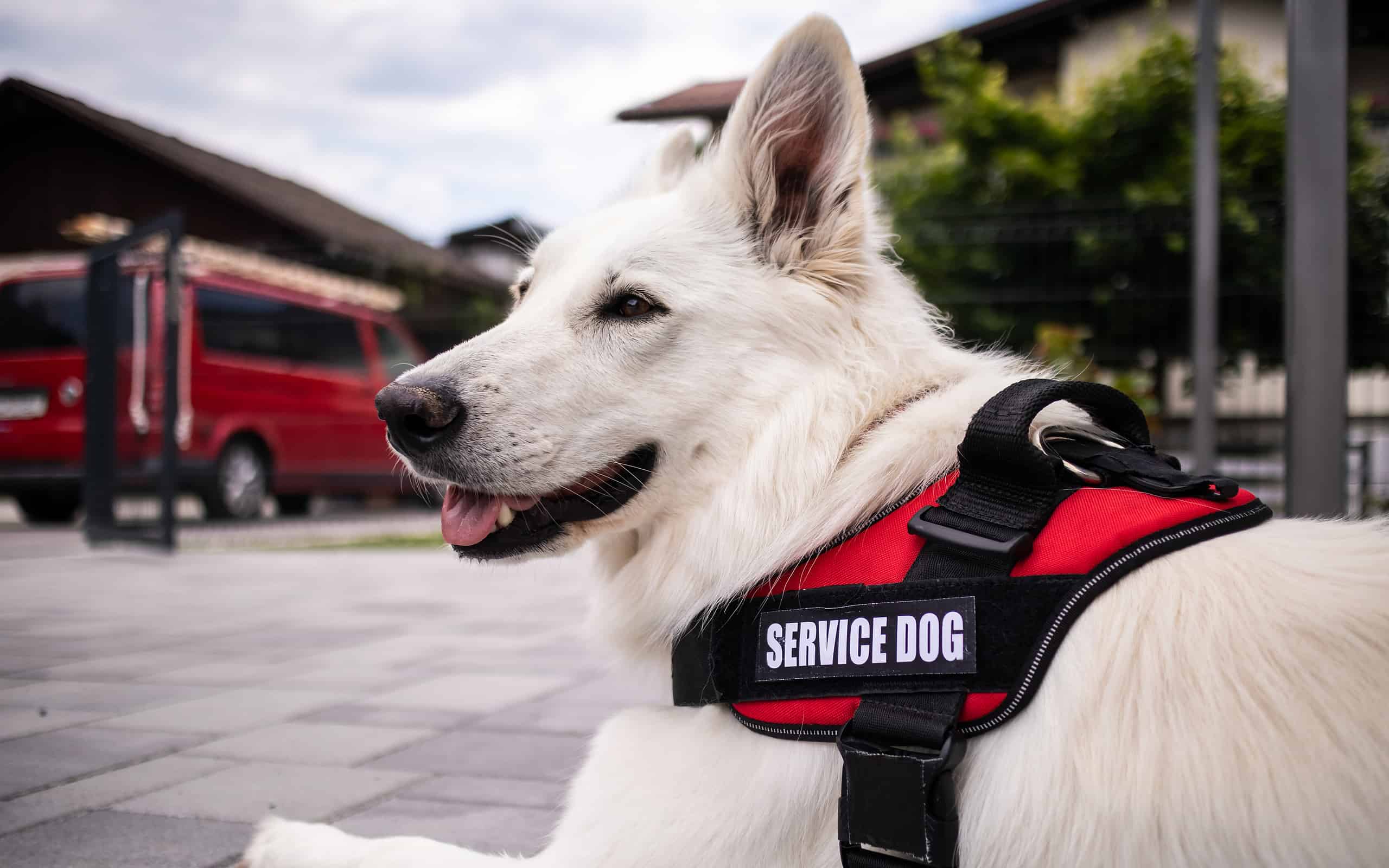 Uomo con disabilità e cane guida