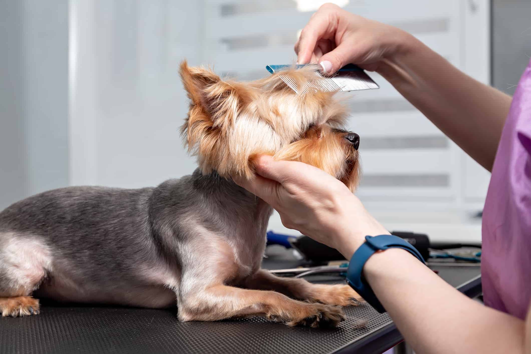 Yorkshire terrier governare, spazzolare, primo piano della testa di cane