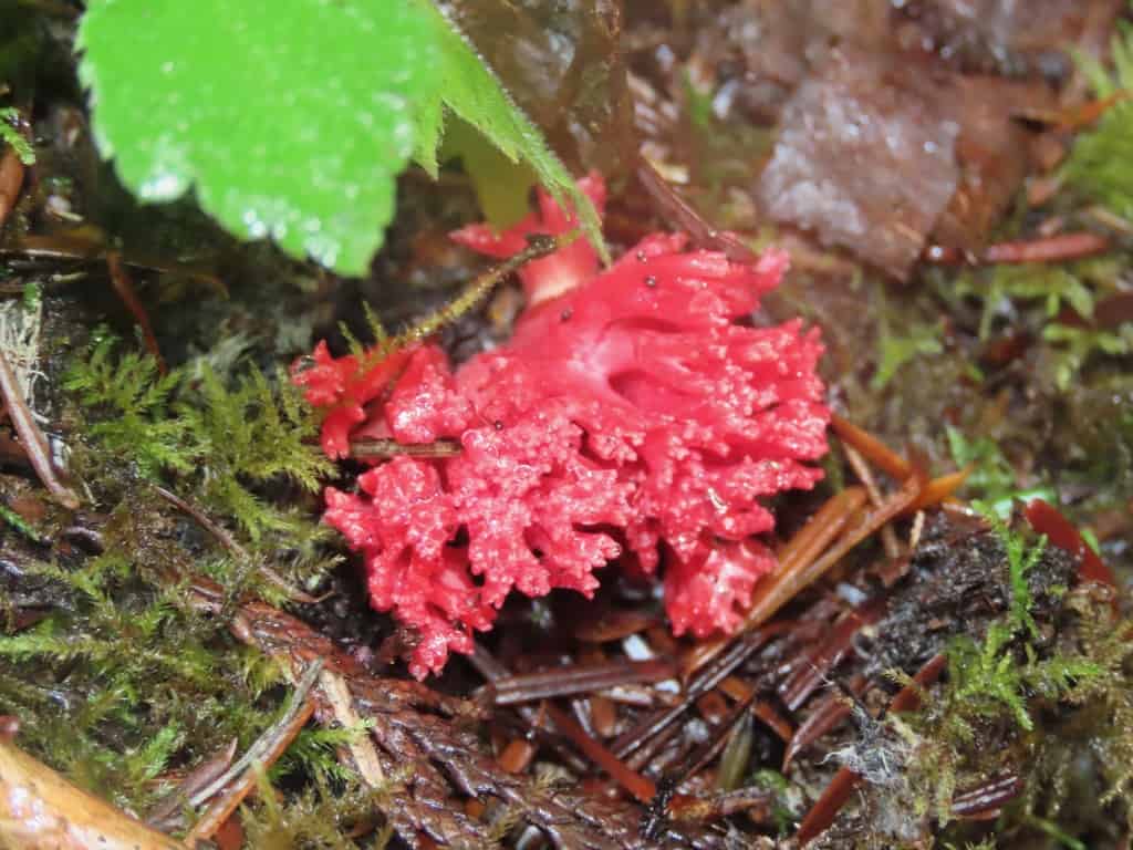 Ramaria araiospora