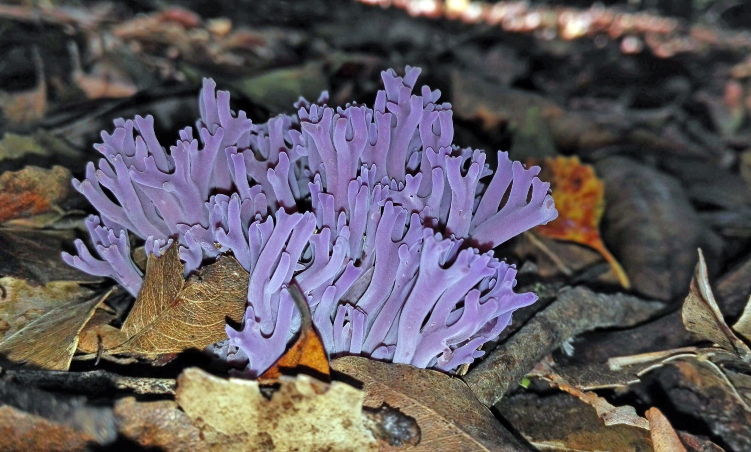 Funghi di corallo viola luminosi, Clavaria zollingeri, che crescono in lettiera di foglie sul suolo della foresta pluviale temperata, Royal National Park, Sydney, Australia
