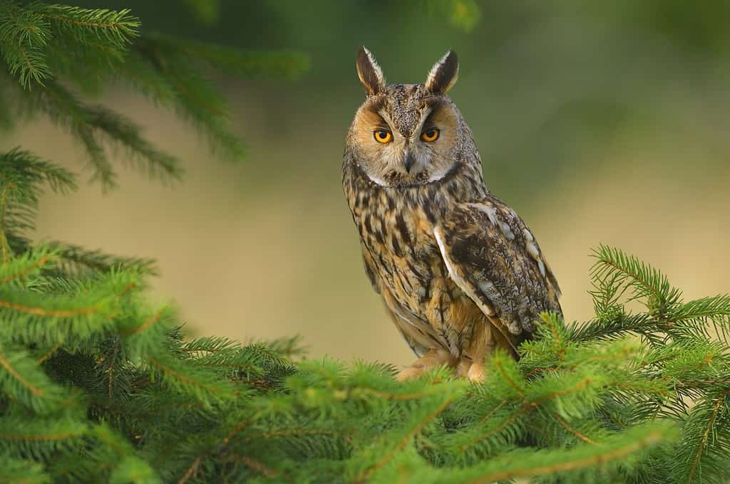 Gufo selvatico europeo Asio otus, sfondo verde naturale della foresta