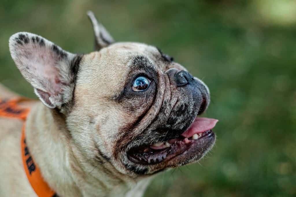 ritratto di un bulldog francese beige con gli occhi azzurri