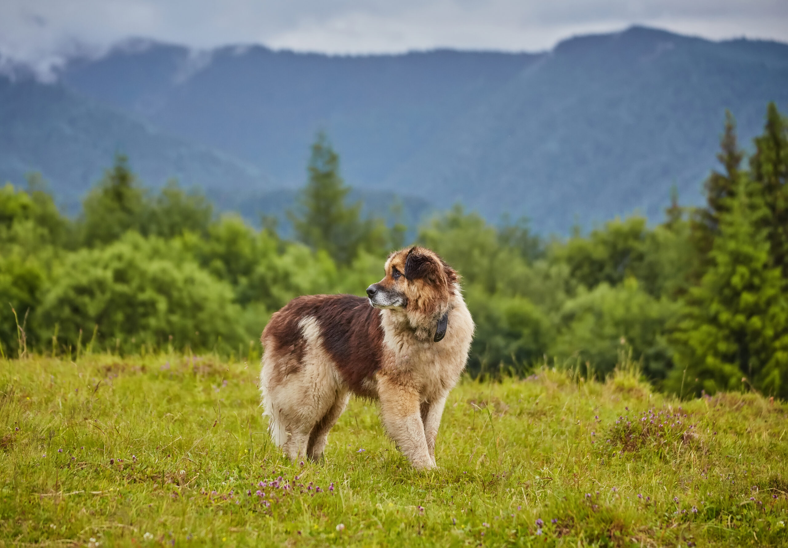 cane da pastore rumeno in piedi sul prato naturale, immagine scattata vicino all'allevamento di pecore