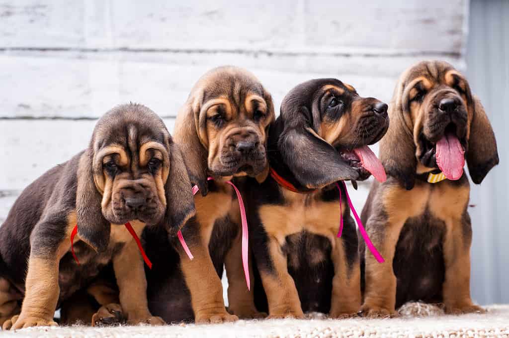 Bellissimi cuccioli Bloodhound su uno sfondo chiaro