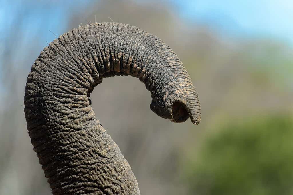 Primo piano della proboscide dell'elefante