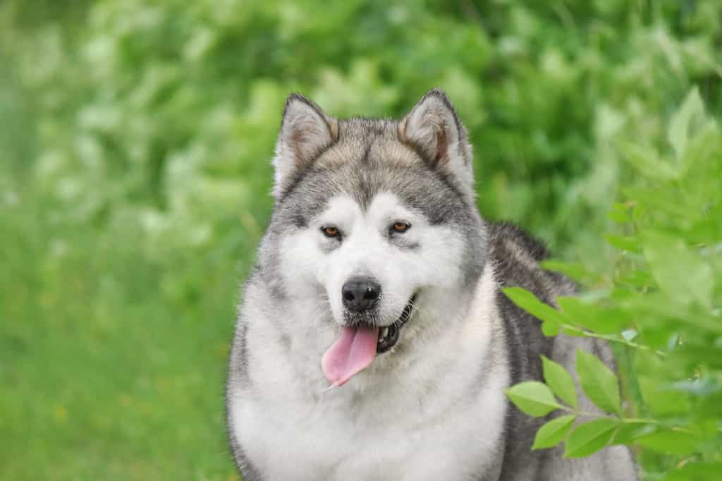 Cane Alaskan Malamute su sfondo verde