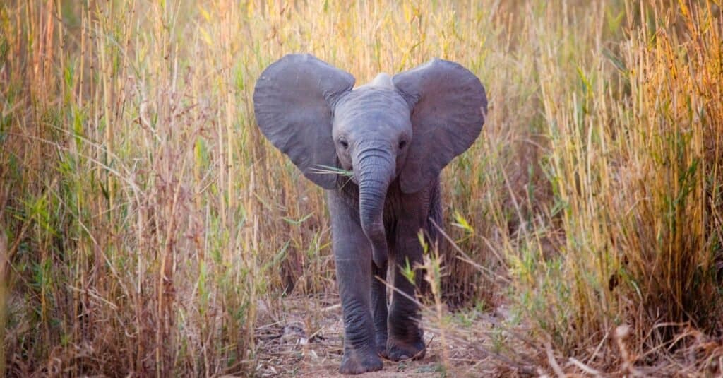 cucciolo di elefante