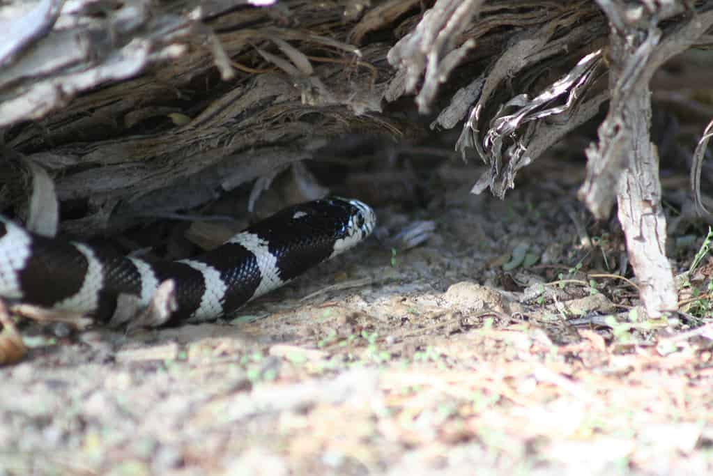 Il serpente reale della California depone le uova in nidi ricavati all'interno di tronchi marci
