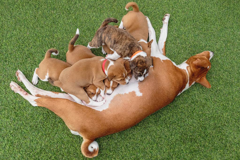 Cuccioli Basenji e cane basenji femmina sdraiati sul pavimento verde