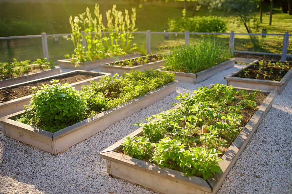 Orto comunitario.  Aiuole rialzate con piante nell'orto comunitario.  Lezioni di giardinaggio per bambini.