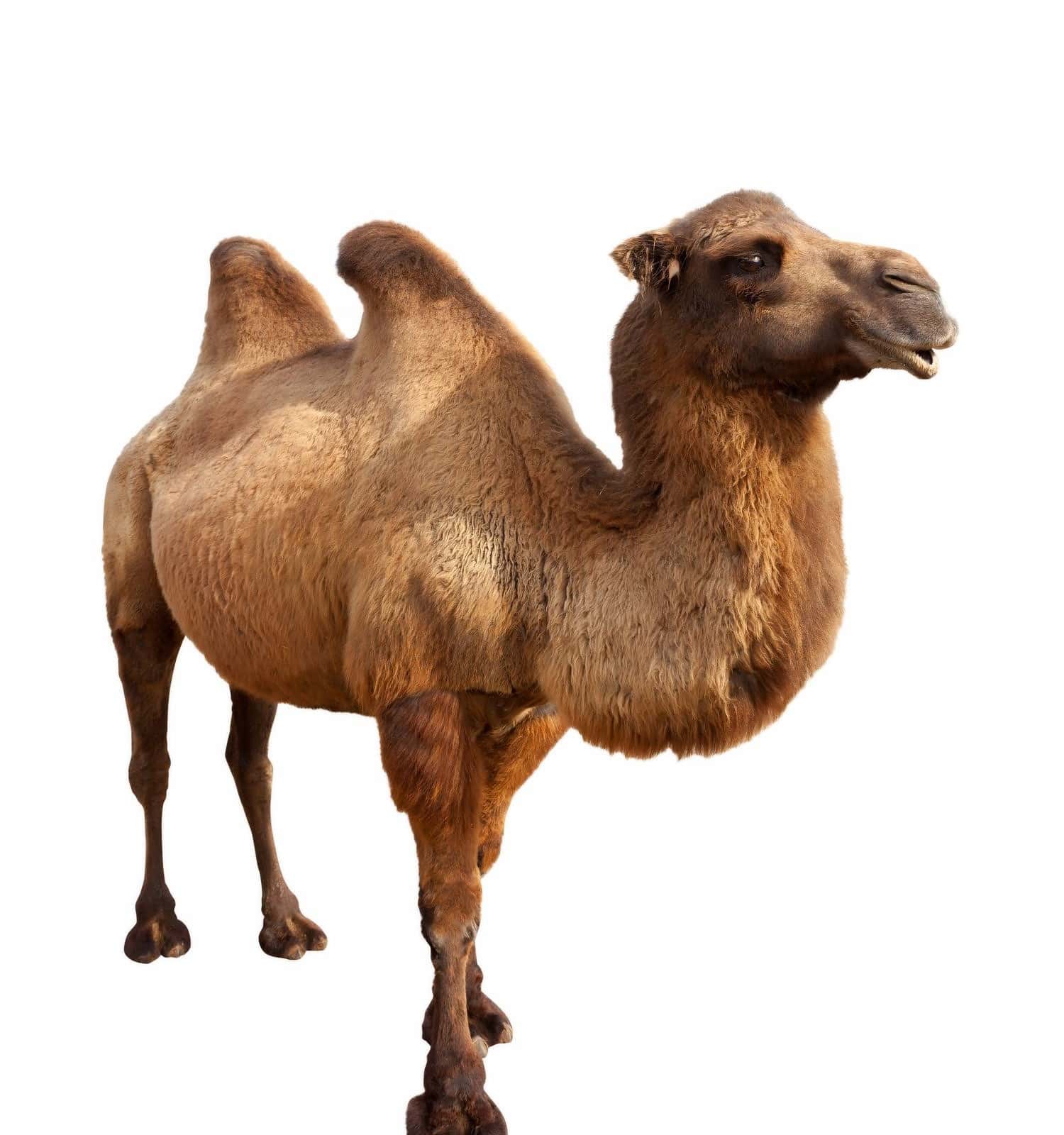 Cammello battriano in piedi (Camelus bactrianus).  Isolato su bianco