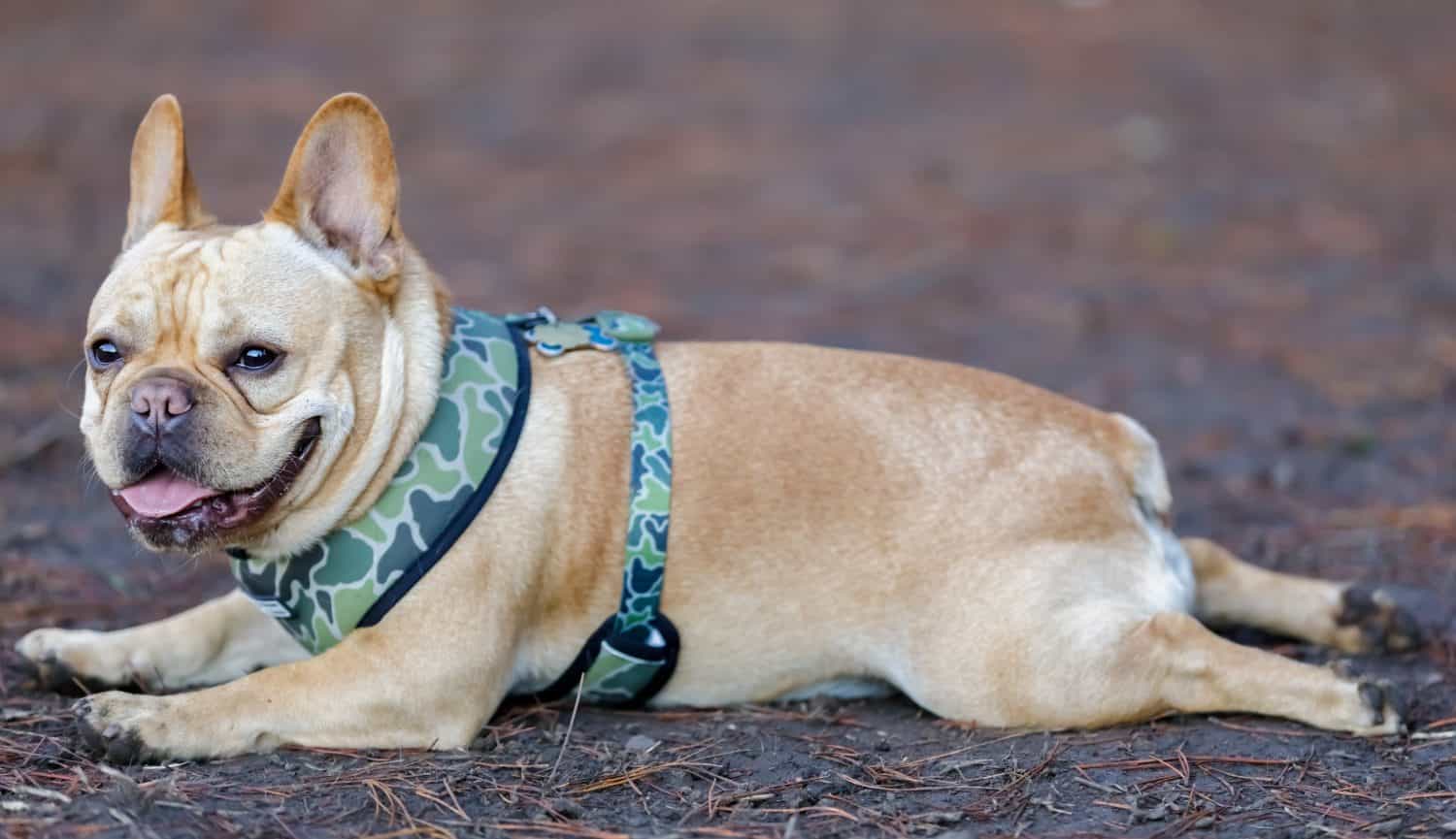 Giovane francese maschio che riposa con la postura sploot per rinfrescarsi.  Parco per cani senza guinzaglio nel nord della California.