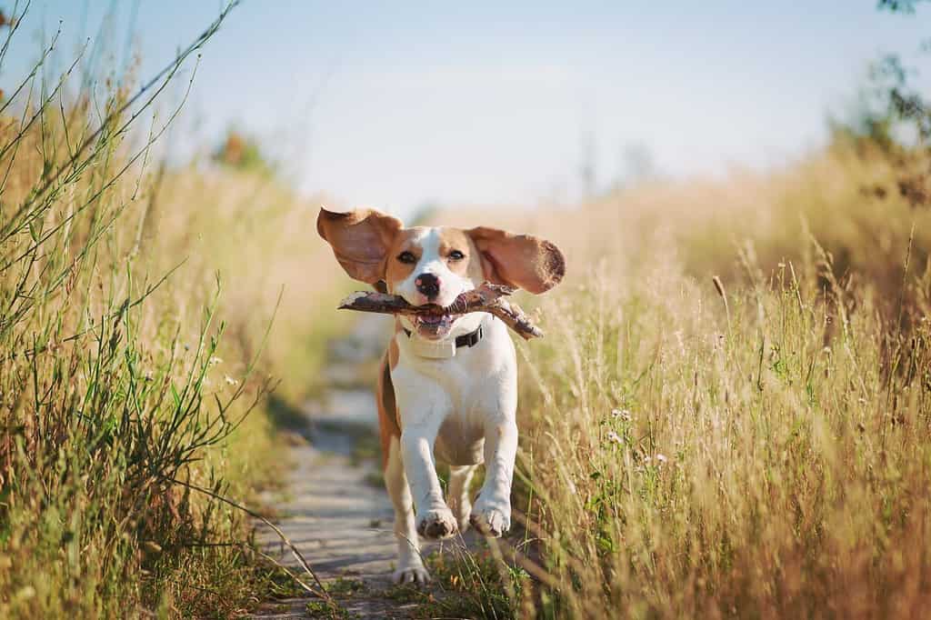 Felice cane beagle con orecchie volanti che corre all'aperto con il bastone in bocca.  Animale domestico attivo che si gode una passeggiata estiva