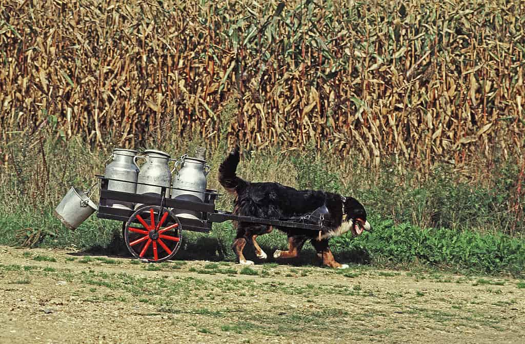 Bovaro del Bernese che tira il carretto