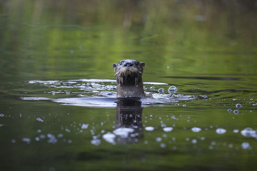 Curiosa lontra di fiume