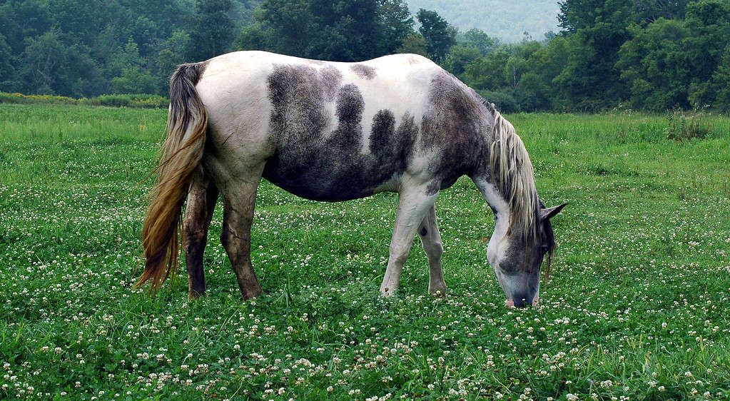 Cavallo al pascolo di trifoglio