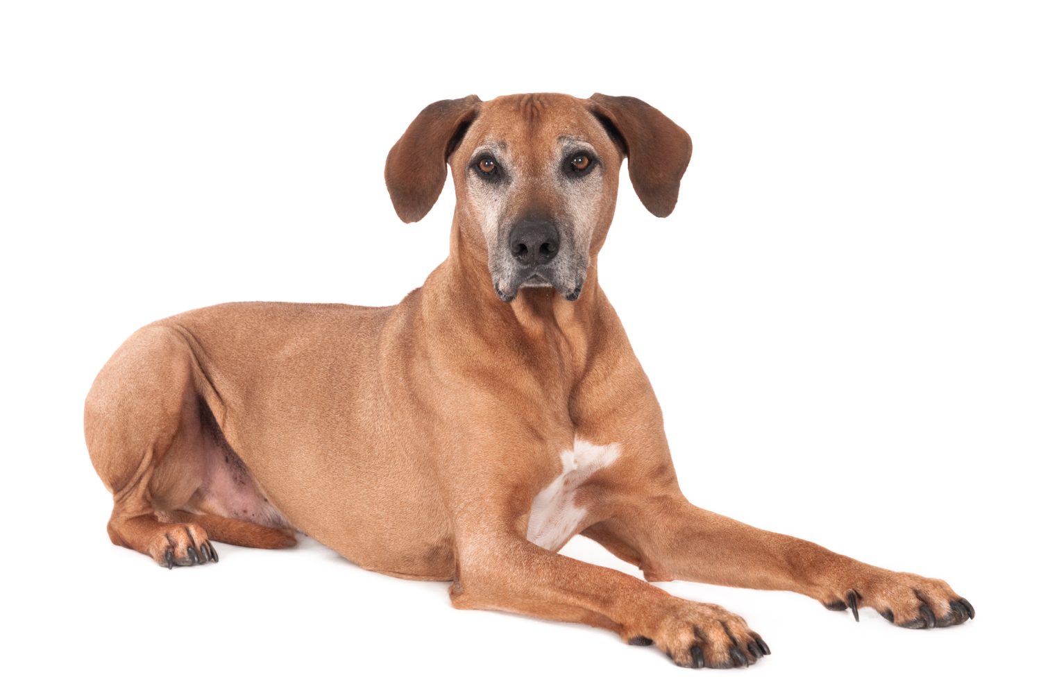 Rhodesian Ridgeback maggiore, isolato su bianco